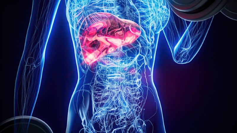 Wątroba – serce metabolizmu. Funkcje, położenie i najczęstsze choroby